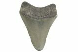 Serrated, Juvenile Megalodon Tooth - Georgia #329832-1